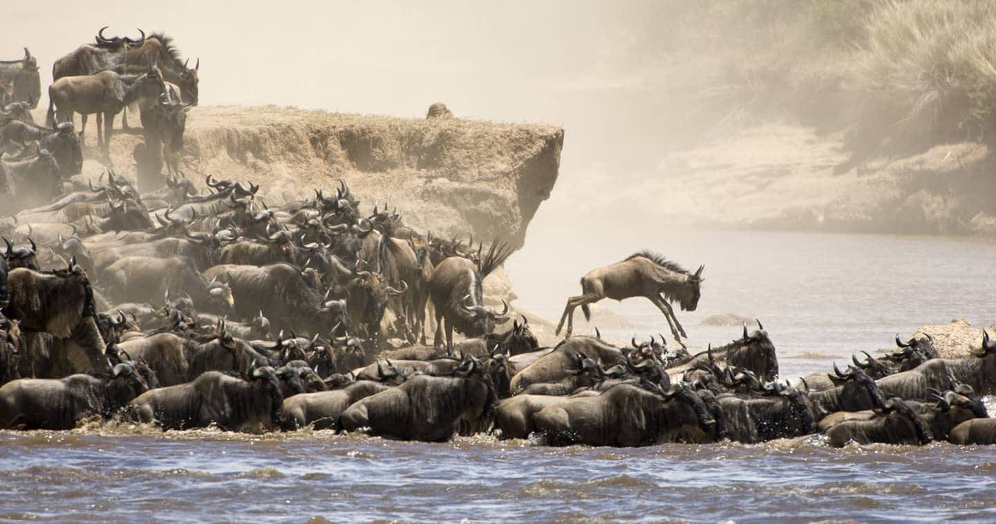 The Best Time to Visit Masai Mara
