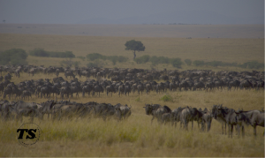 Masai Mara Migration