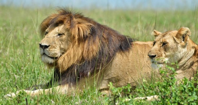East African lion pride