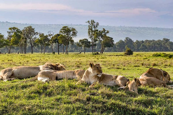 The Masai Mara's Lion Prides