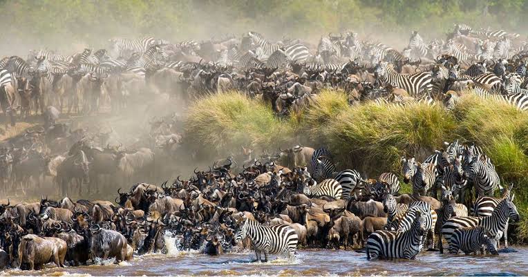 The great Masai mara migration