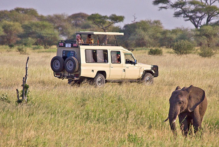 budge safari